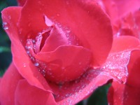 /album/reiki/ruze-detail-jpg/